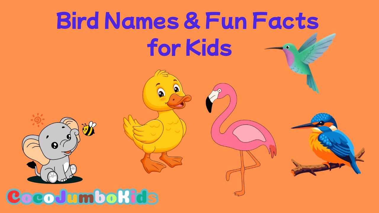 Learn About Birds | Bird Names and Fun Facts for Kids | Learning Video for Toddlers