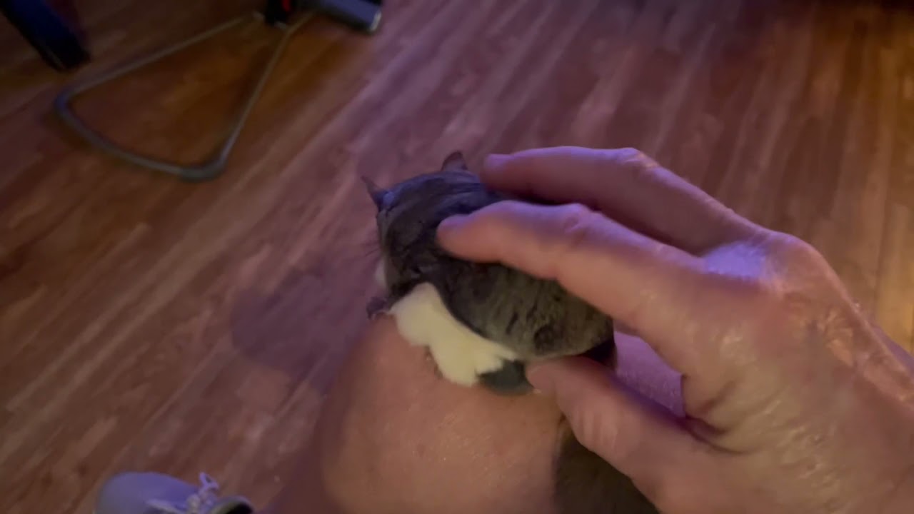 Rocket the flying squirrel doesn&rsquo;t want me to stop petting him