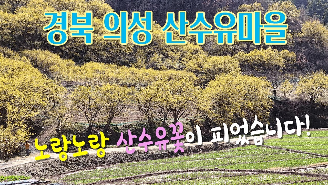 20.03.20 경북 의성군 산수유마을