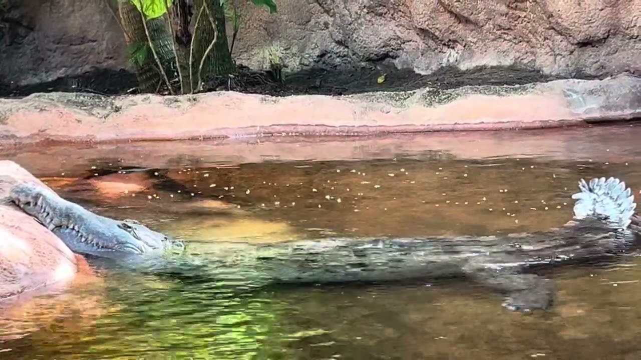 Orinoco Crocodile 🐊