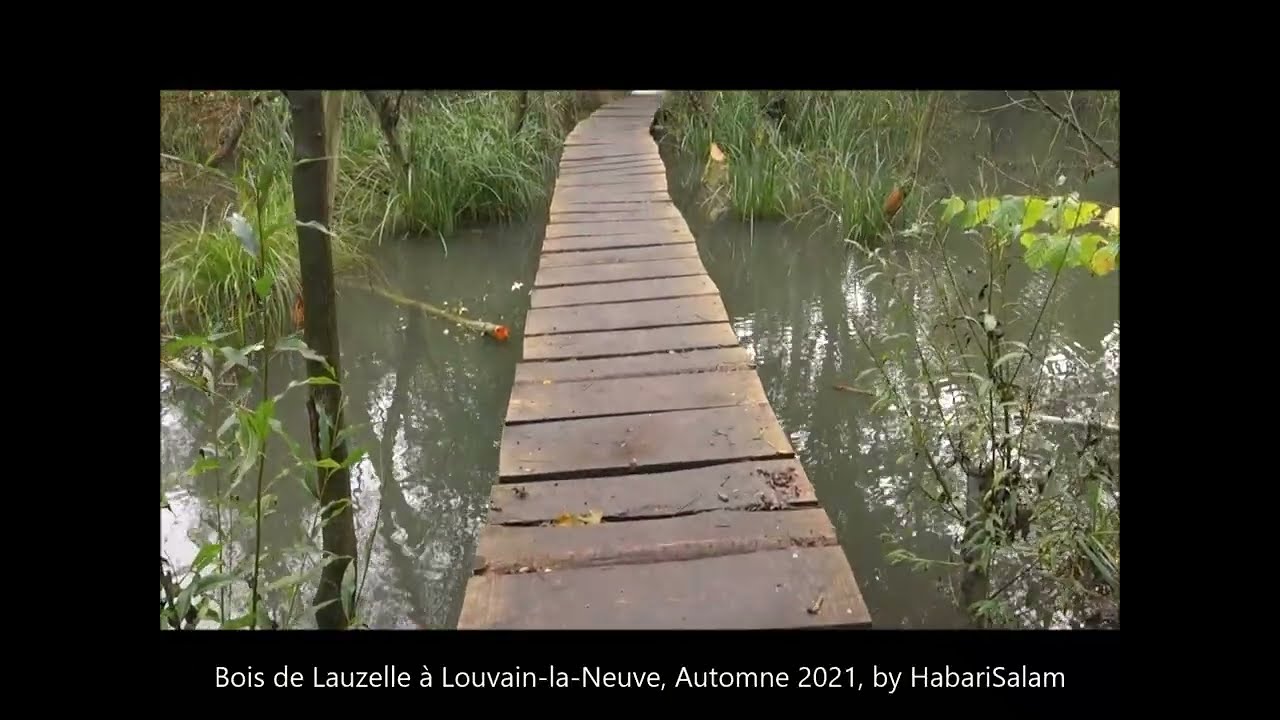 Bois de Lauzelle, Automne 2021, Louvain la Neuve, LLN, Central Belgium, by @HabariSalam +