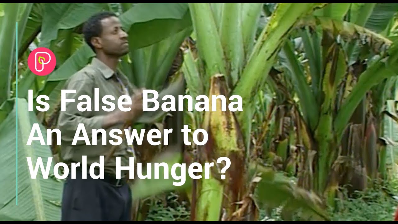 False Banana Could Feed Millions