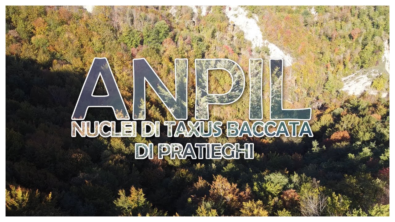 ANPIL Nuclei di Taxus Baccata di Pratieghi