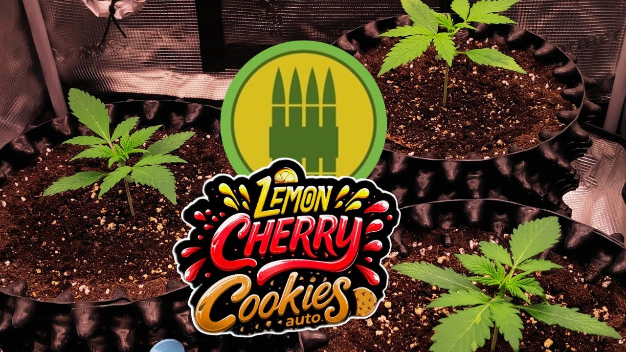Lemon Cherry Cookies / Royal AK | Week 2 | FastBuds / Royal Queen Seeds (Autoflower)