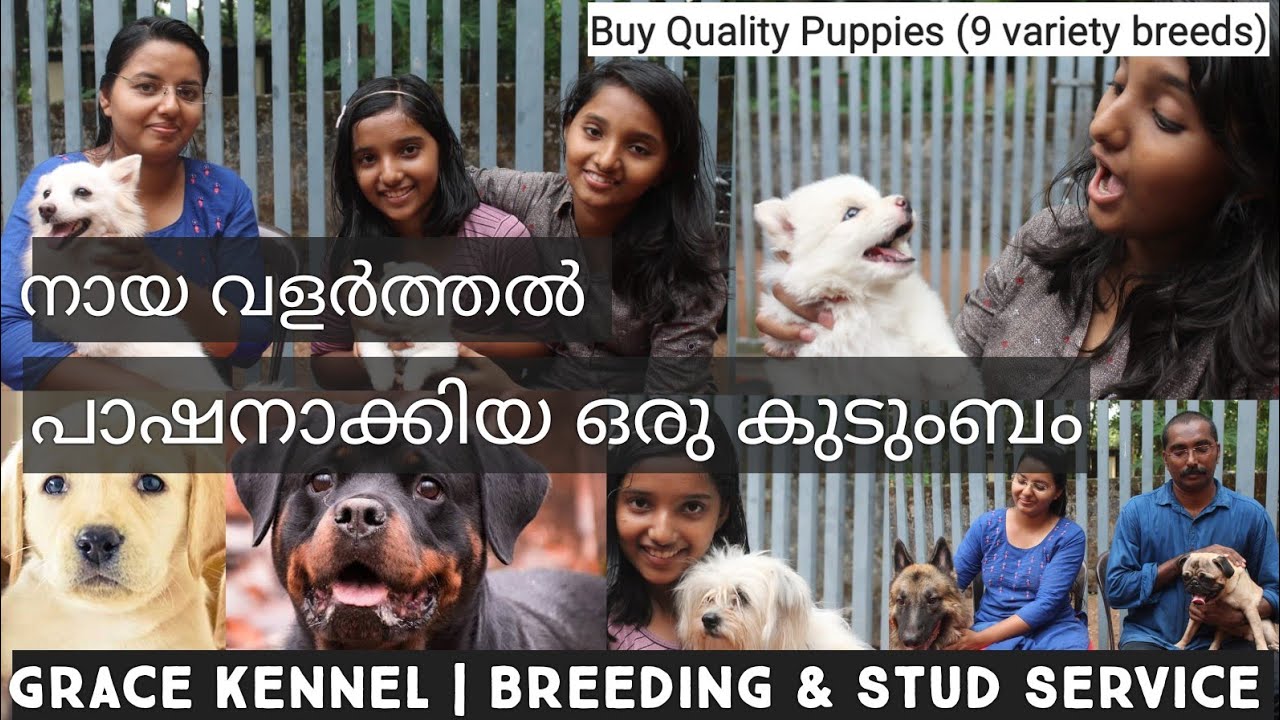 Rottweiler |GSD | Doberman| Labrador |അടിപൊളി നായകുട്ടികളെ വാങ്ങാം||Dogs malayalam | Dogs kerala