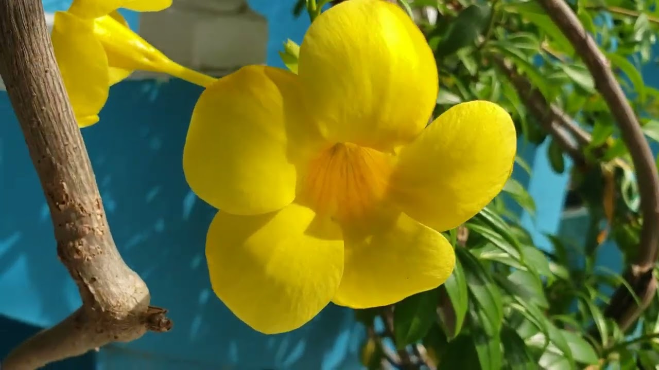 Hermosa planta de  copa de oro AllAmAndA catártico 
