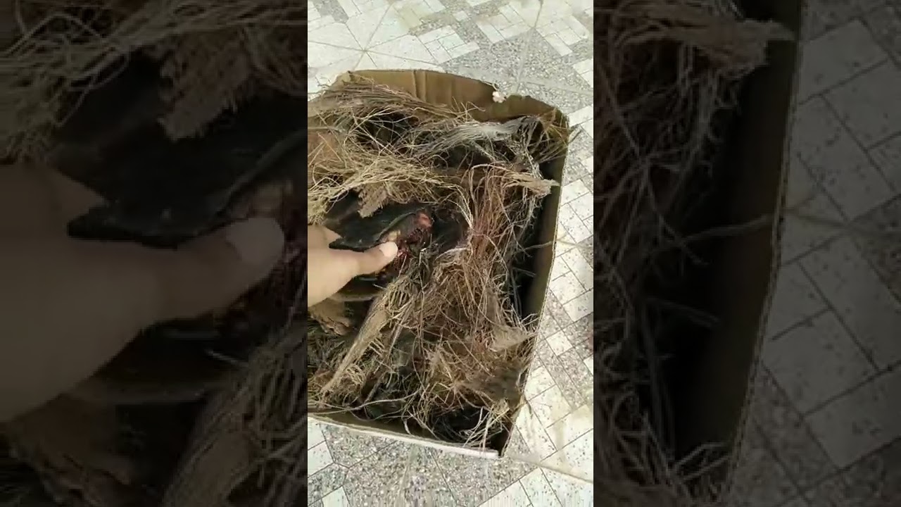 شاي كمبوست مخلفات النخيل كنز من كنوز الزراعه