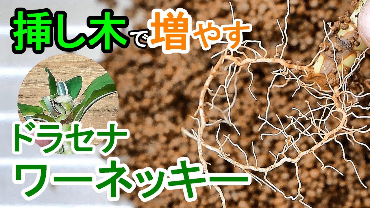 ドラセナの挿し木　土挿しと水挿しで