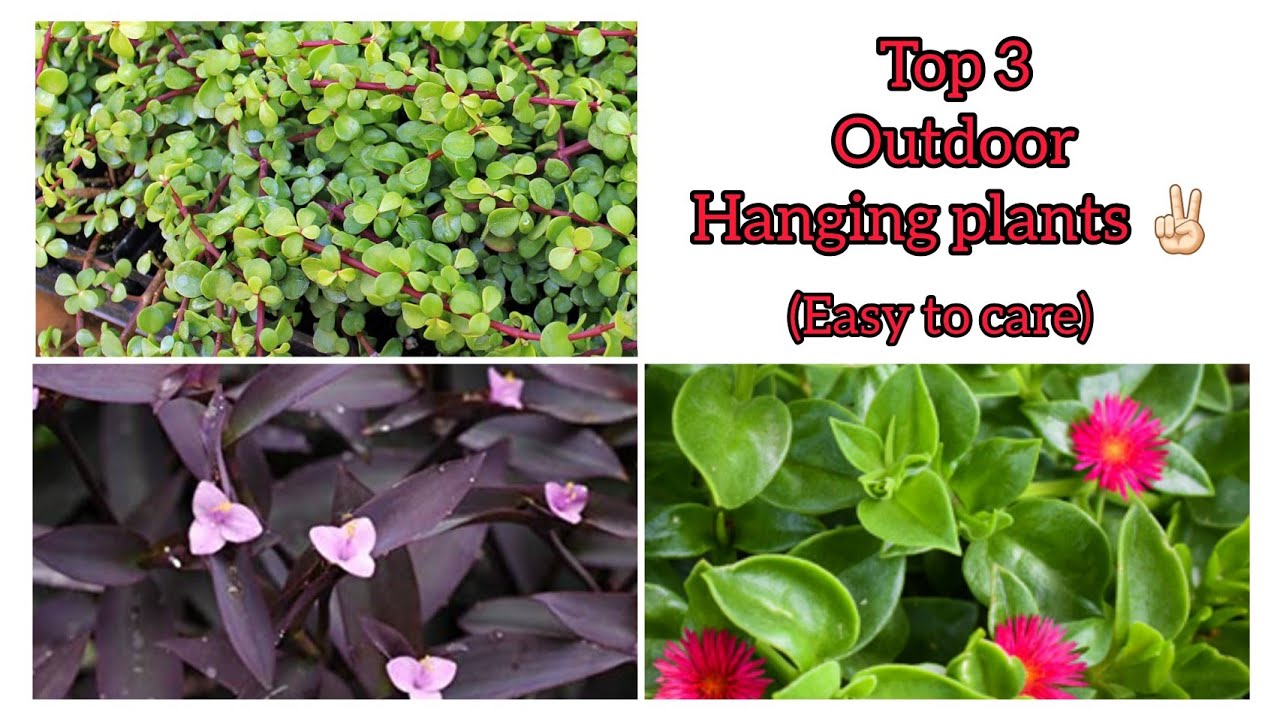 Top 3 outdoor hanging plants🪴✌🏻