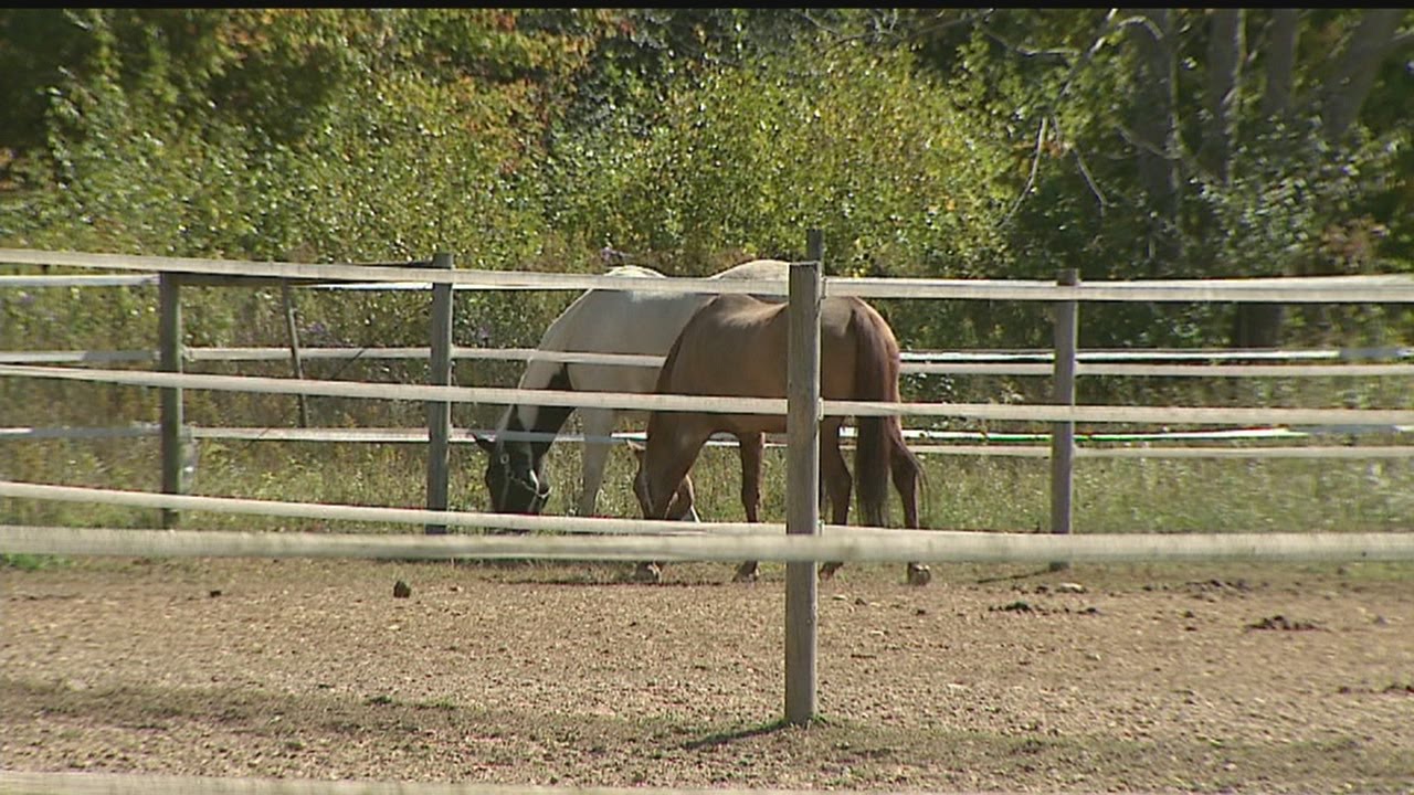Local vet urging vaccinations for horses