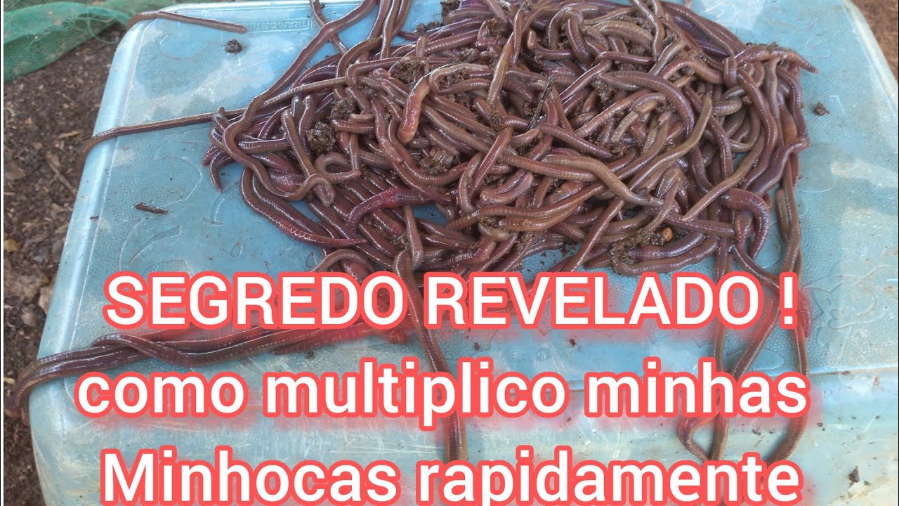 COMO MULTIPLICAR SUAS MINHOCAS RAPIDAMENTE ,REVELANDO MEU SEGREDO