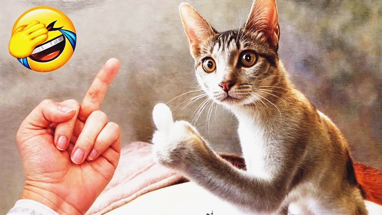 𝐘𝐨𝐮 𝐋𝐚𝐮𝐠𝐡 𝐘𝐨𝐮 𝐋𝐨𝐬𝐞 🐱😊😅𝐅𝐮𝐧𝐧𝐢𝐞𝐬𝐭 𝐃𝐨𝐠𝐬 𝐚𝐧𝐝 𝐂𝐚𝐭𝐬 𝟐𝟎𝟐𝟓😻