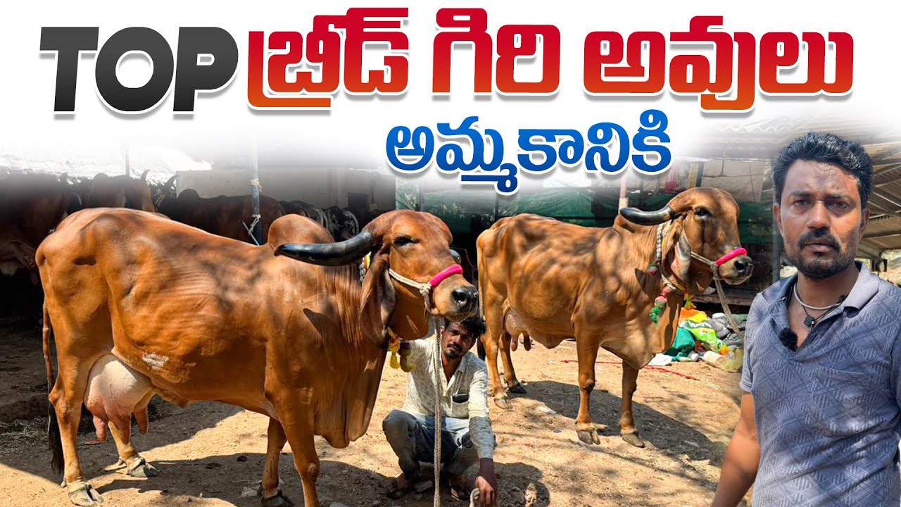 TOP బ్రీడ్ గిరి అవులు అమ్మకానికి || Milking And Pregnant Cows In Hyderabad 