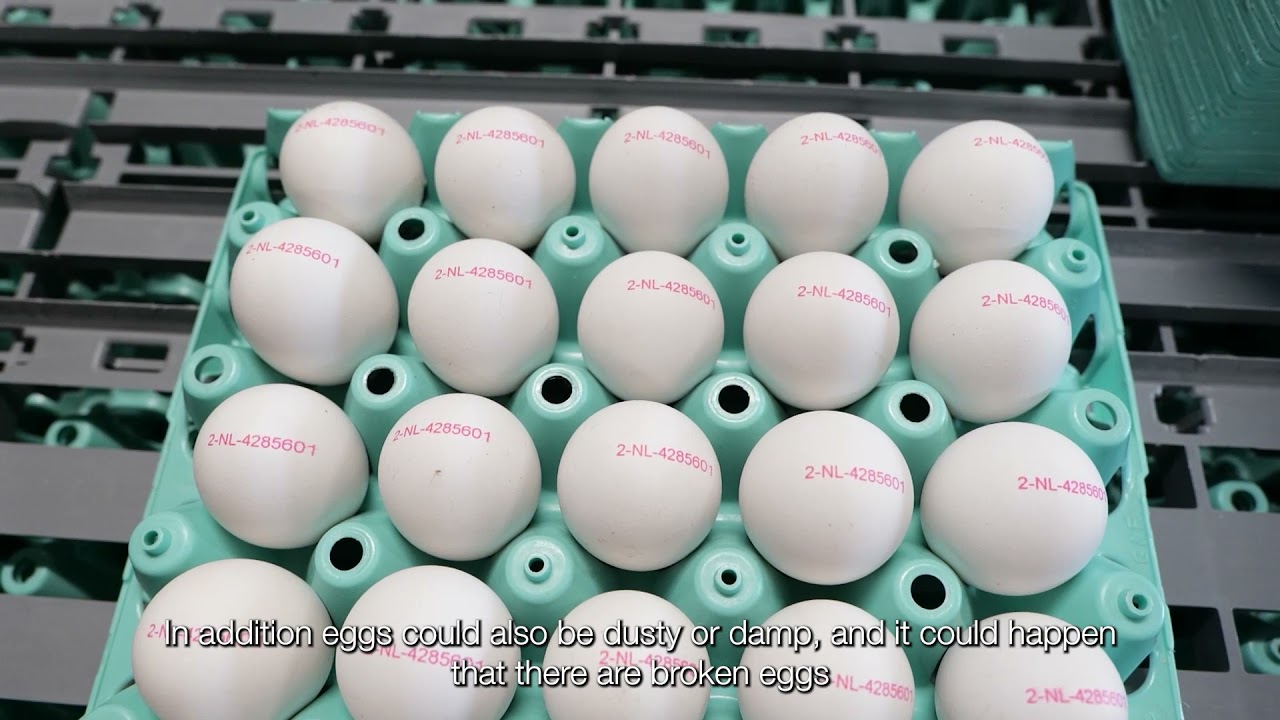 Promotional Video Nuovo @ Poultry Farm Beek
