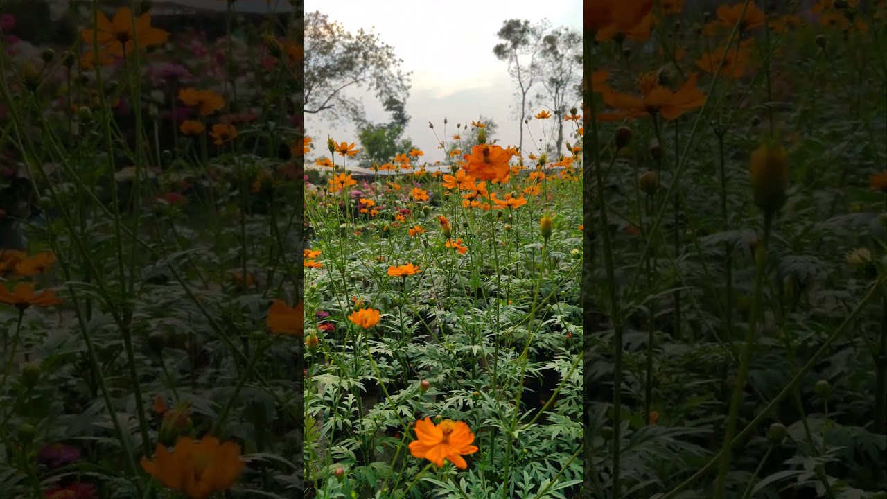 this view is amazing 🌿🌺📷 #shorts #travel #nature #flowers #adventure #clouds #traveleknasha