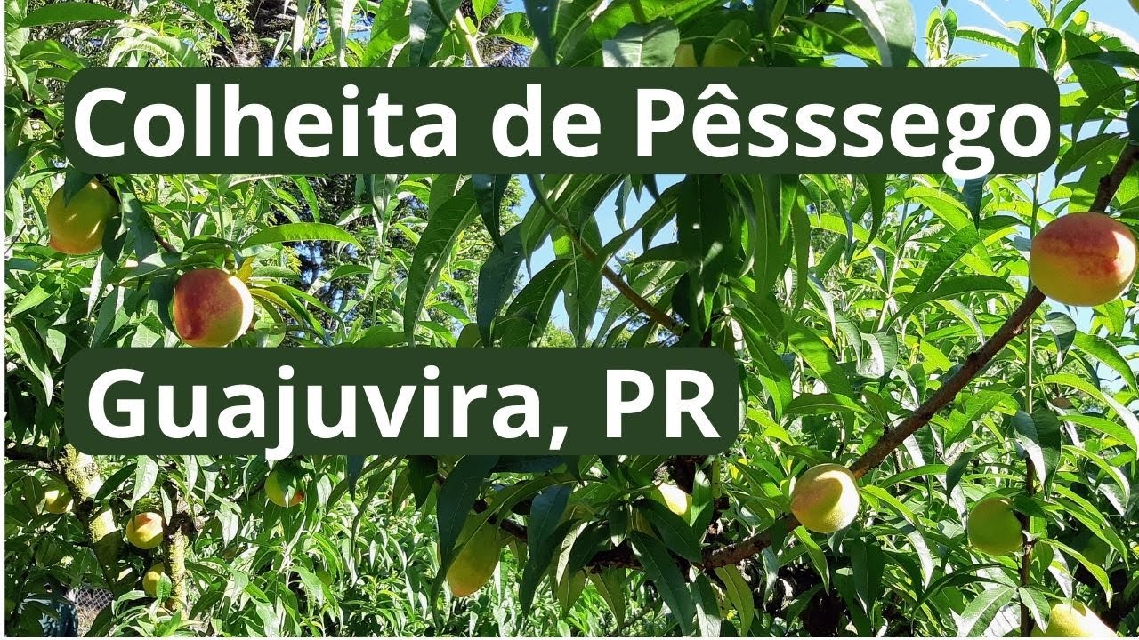 Colheita de Pêssego em Guajuvira, PR     #cariocaviajante   #hoteisdosesc