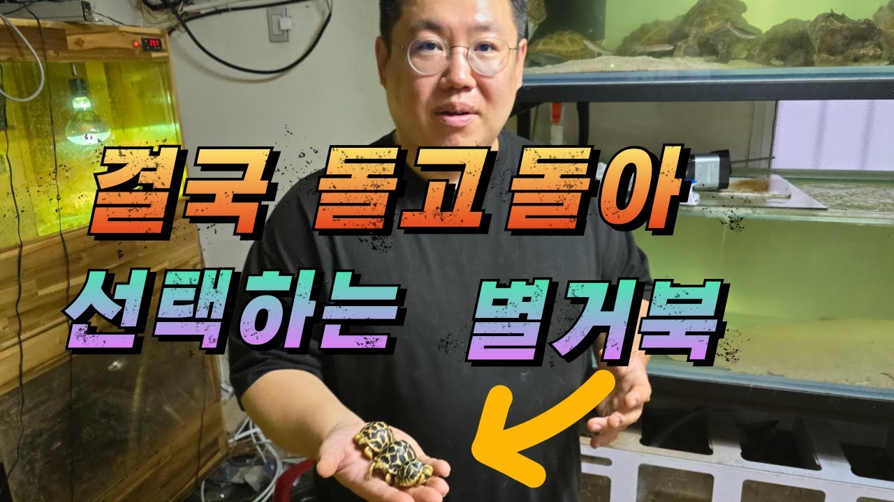 육지거북 입문종으로 별거북이를 선택하는 이유