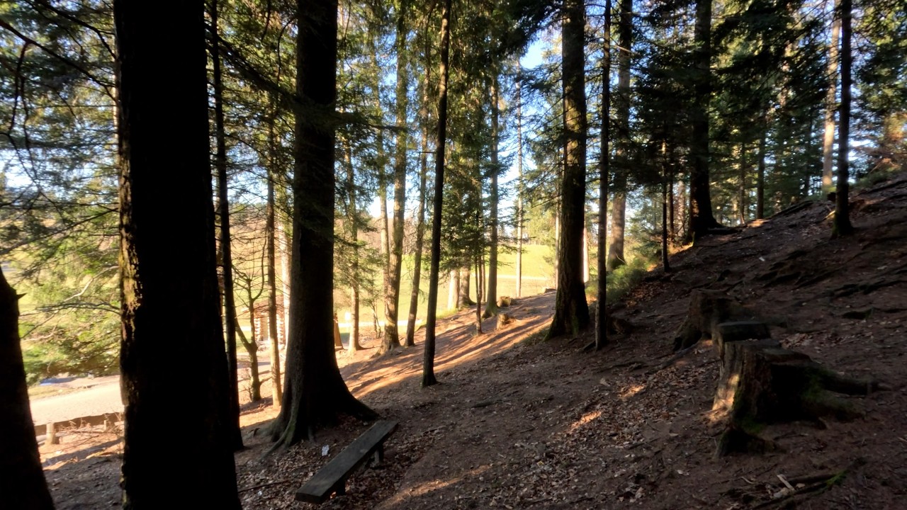 Hiking through Woods Switzerland