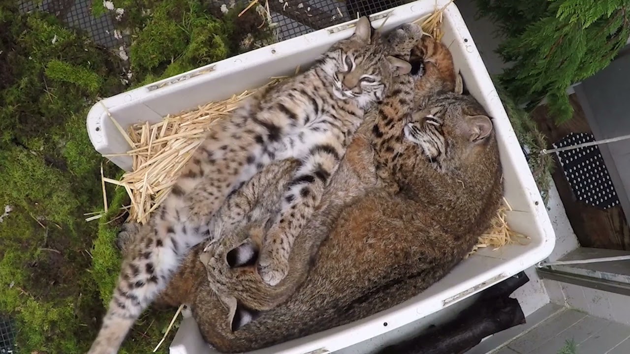 PAWS Wild Night 2021 - Wildlife Highlights