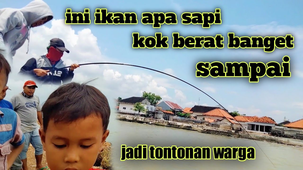 EDAN BENER. MANCING BELANAK EKOR KUNING. JADI TONTONAN WARGA.../TAMOK/mullet fishing