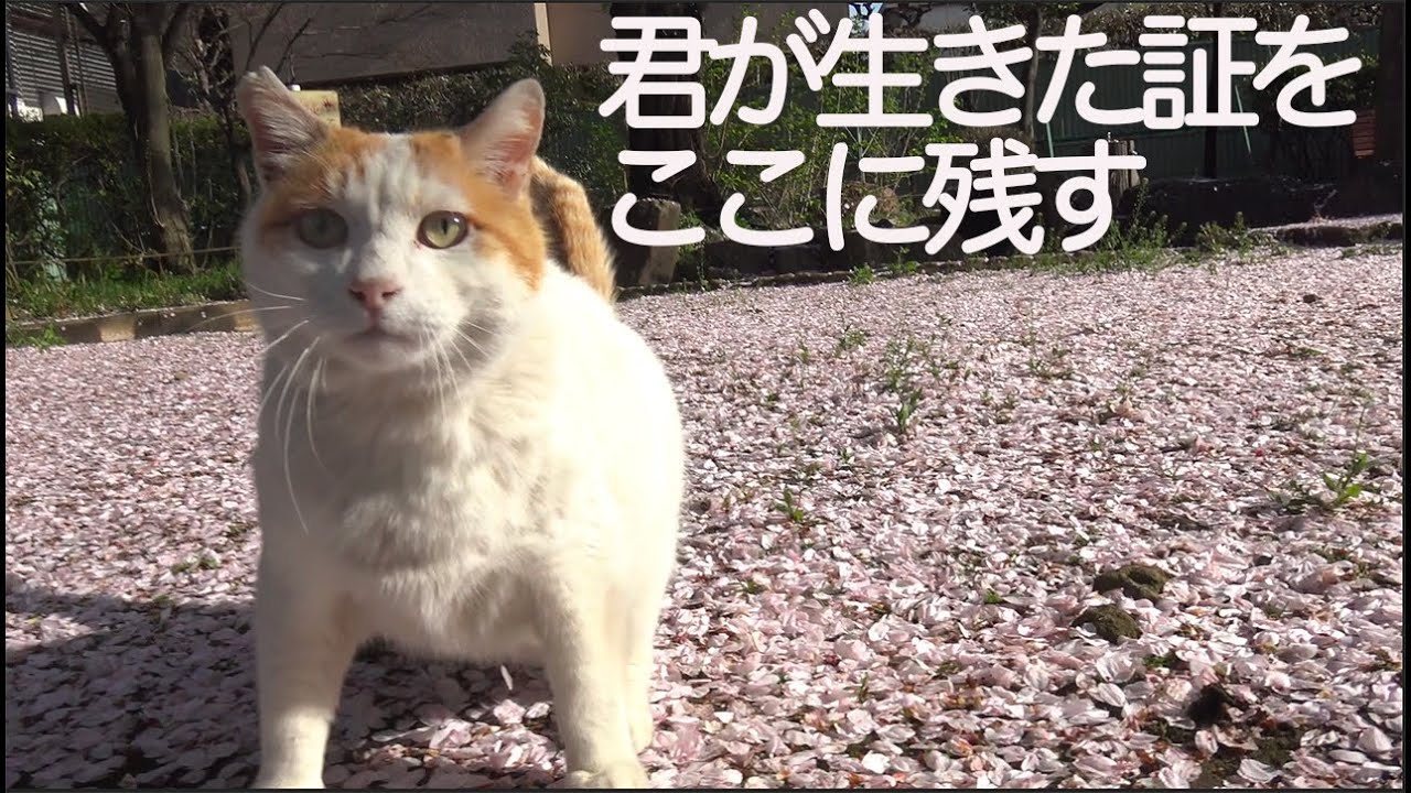 愛されベテラン地域猫、人と猫の縁をつなぐ  The old feral cat's proof that he was alive