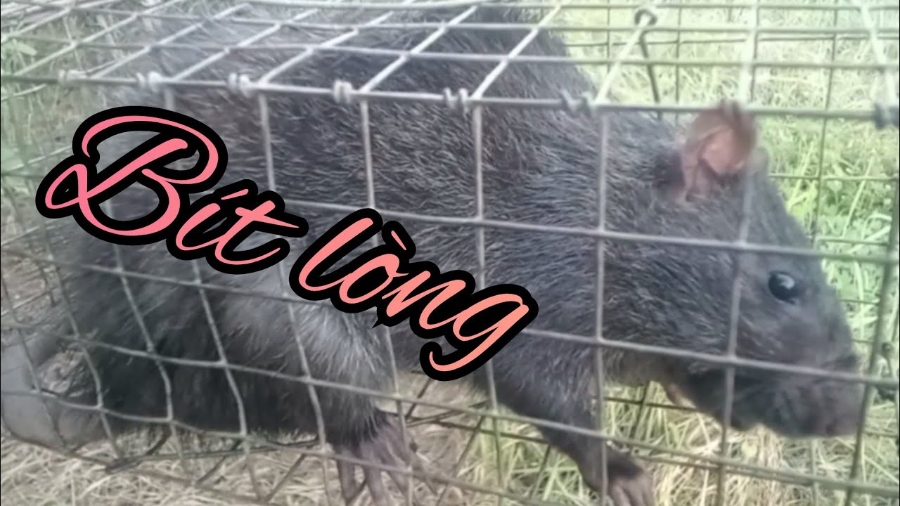 thăm điểm cũ chuột chạy rung cỏ tiếc quá đặt 6 cái dính 5 con Hòa Nguyễn chuột đồng