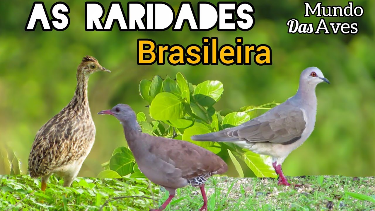 CONSEGUI FAZER CENAS RARAS | VOCÊ VAI SE MARAVILHAR COM A DIVERSIDADE DE AVES FILMADA NESSE VÍDEO. 🌵