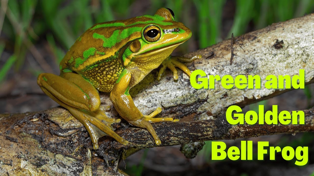 Everything You Need to Know About Green and Golden Bell Frogs