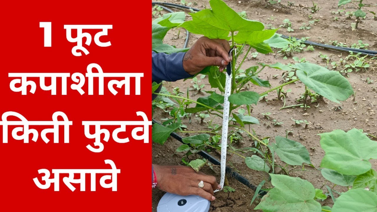 1 फूट कपाशीला किती फुटवे असावे! 45 दिवसात फुटवे कसे वाढवावे