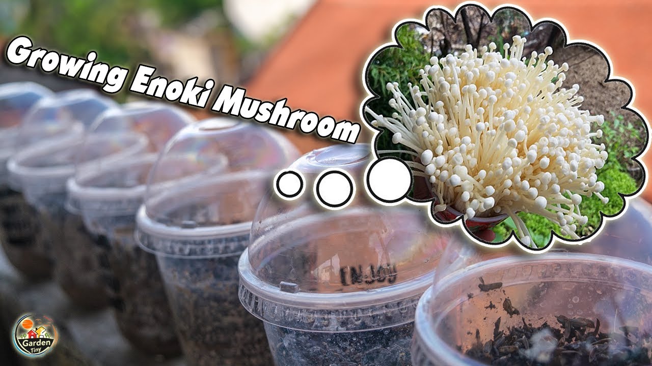 How to grow Enoki Mushrooms at Home