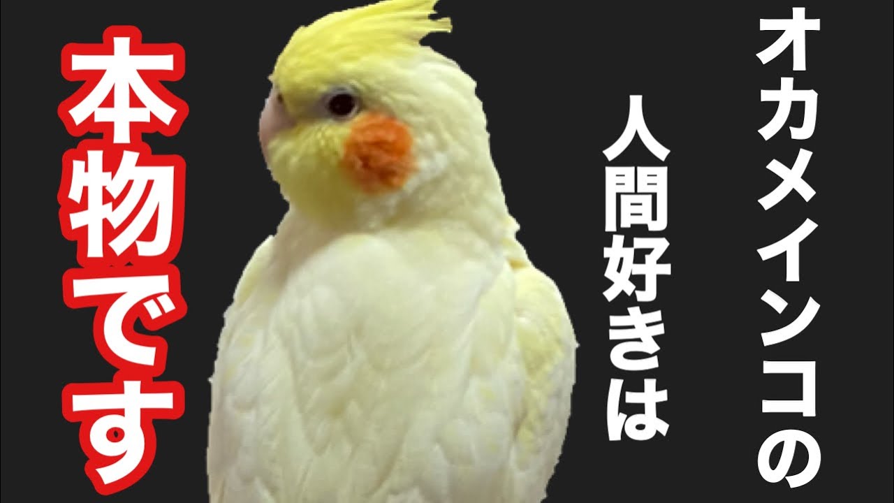 【オカメインコが飼いたくなる動画】オカメインコは人間の事が本当に大好きです