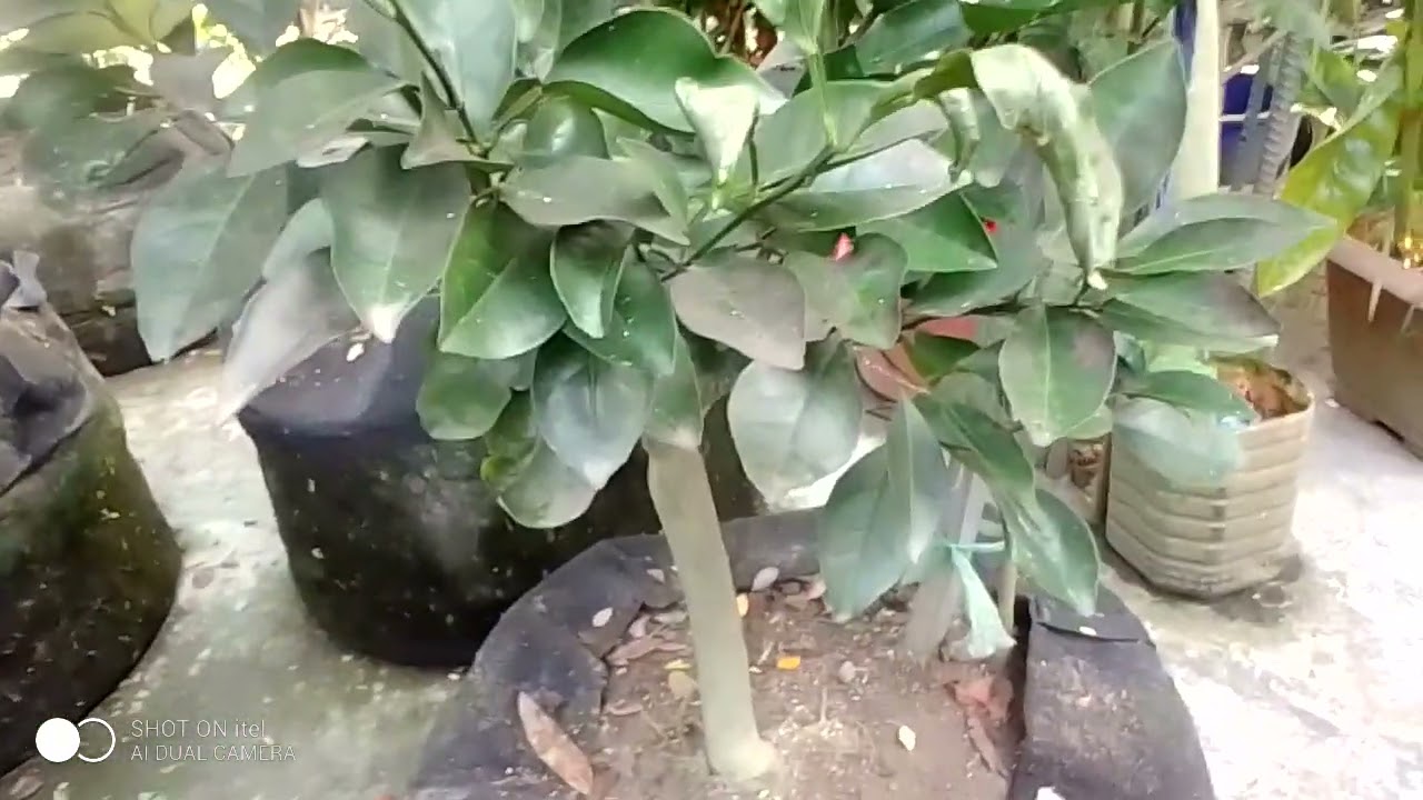 নভেম্বর মাসে মালটা বা কমলা গাছের কি রকম পরিচর্যা?