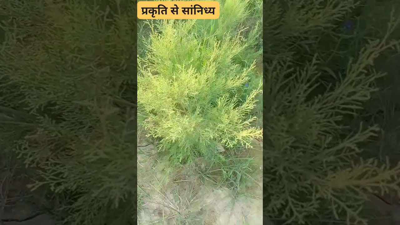 कमला बलान का कछेर।#maithiliksinehee #rajivmishra #utubeshortvideo #trendingshorts 