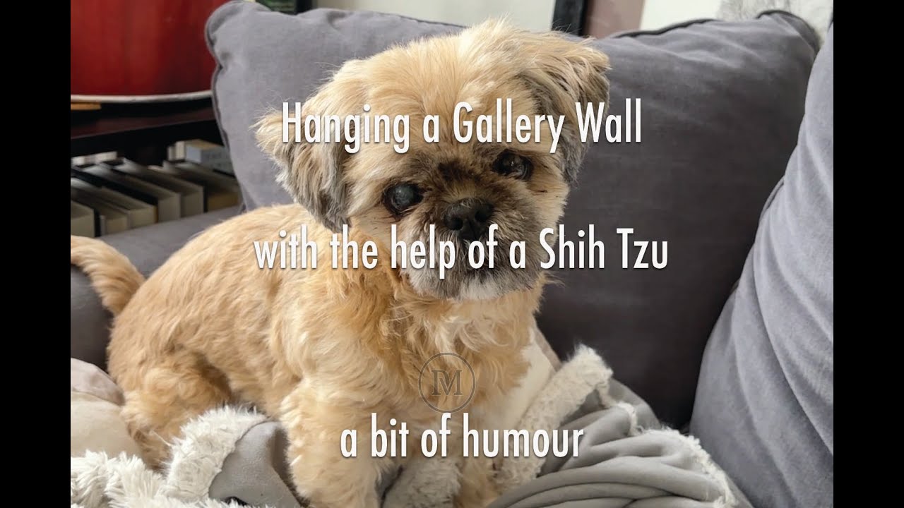 How to Hang Pictures   with a Shih Tzu