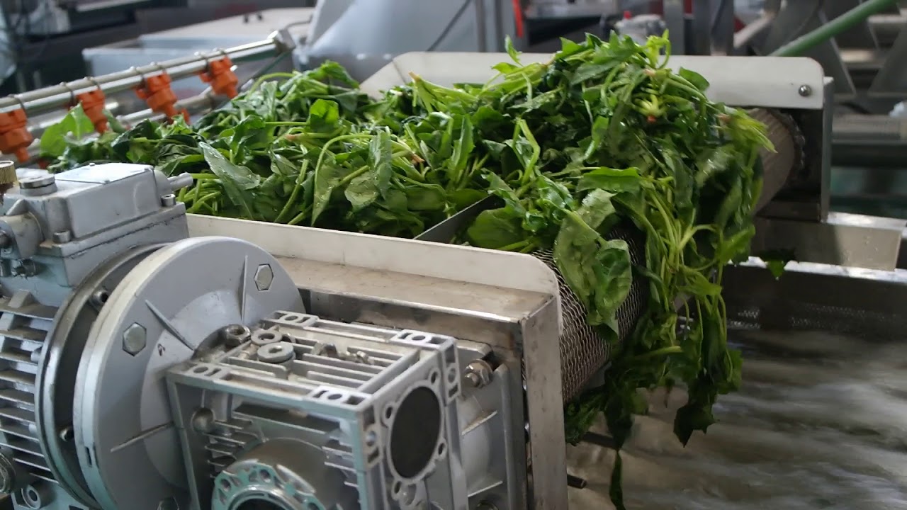 Spinach washing line
