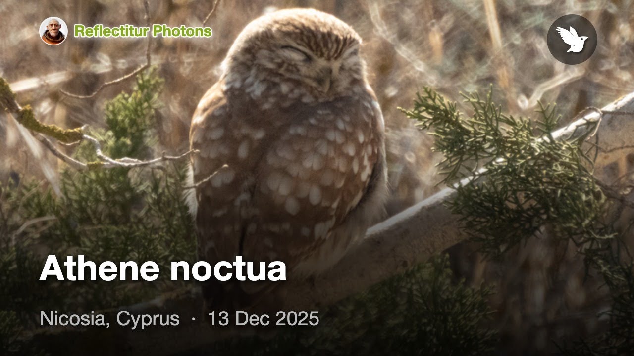 Little Owl, Обыкновенный Домовый Сыч, Ευρωπαϊκή Κουκουβάγια, Athene noctua