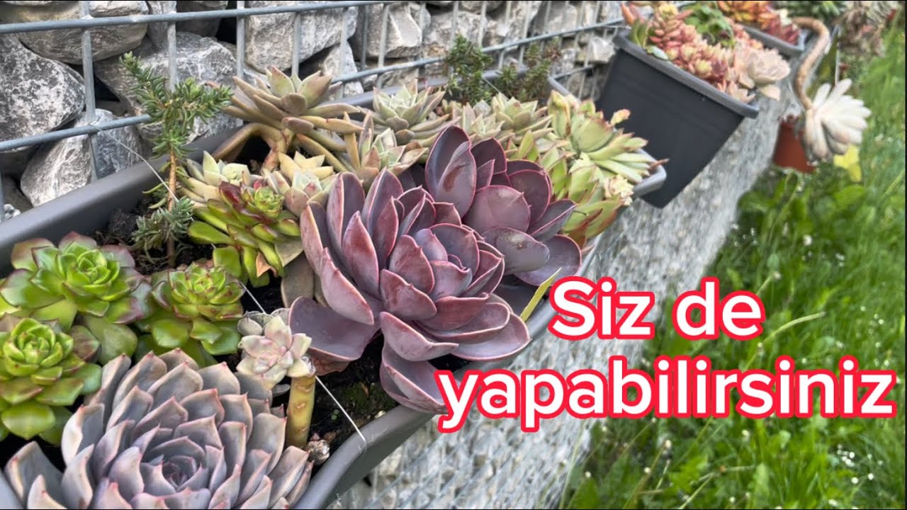 Bahçemdeki sukulent duvarıma bir bakalım #flowers #succulents #cactus