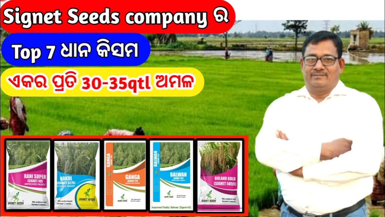 Signet Seeds Company ର Top 7 ଧାନ କିସମ ଏକର ପ୍ରତି 30-35qtlଅମଳ