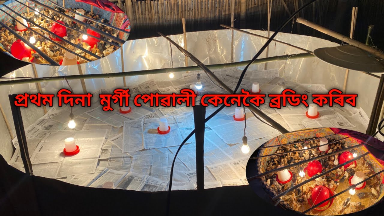 প্ৰথম দিনা  মুৰ্গী পোৱালী কেনেকৈ ব্ৰডিং কৰিব|Murgi Brooding | Farming Business Ideas 