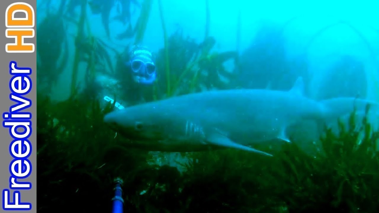 Searching for sharks - Freediving False Bay
