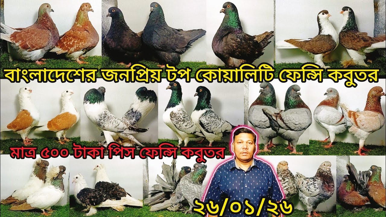 মনা ভাইয়ের বাংলাদেশের জনপ্রিয় টপ কোয়ালিটি ফেন্সি কবুতর | pigeon video | কবুতর | pigeon lovers |