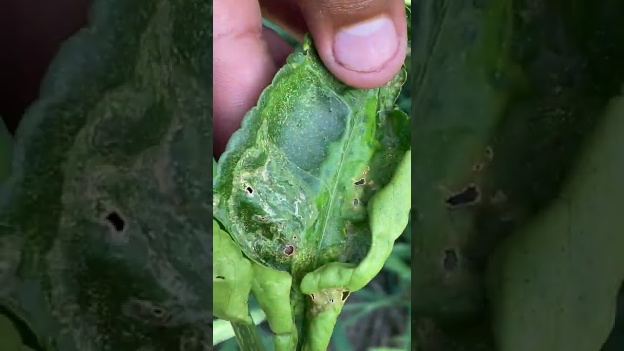 Plagas, enfermedades y manejo en limón persa