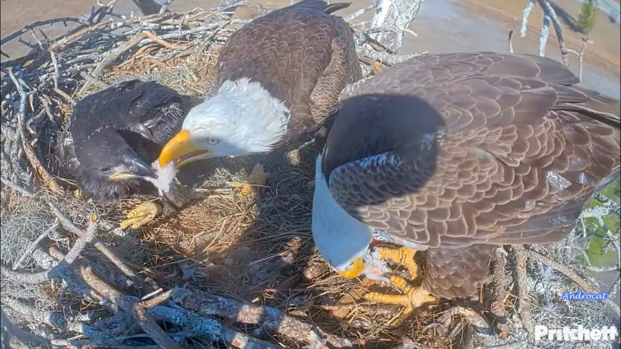 SWFL Eagles 2-9-26.  ADORABLE FAMILY FEEDING!  F23 Feeds E26, M15 Feeds E26 & F23; + Tandem Feeding!