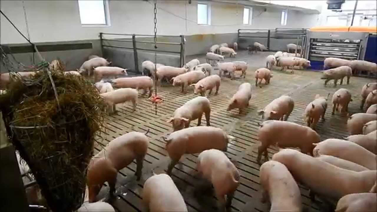 Einstallen Mastschweine