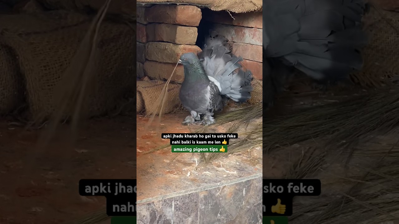 amazing pigeon tips fo pigeon lovers 👍 | #pigeontips #pigeon #kabootar #shorts