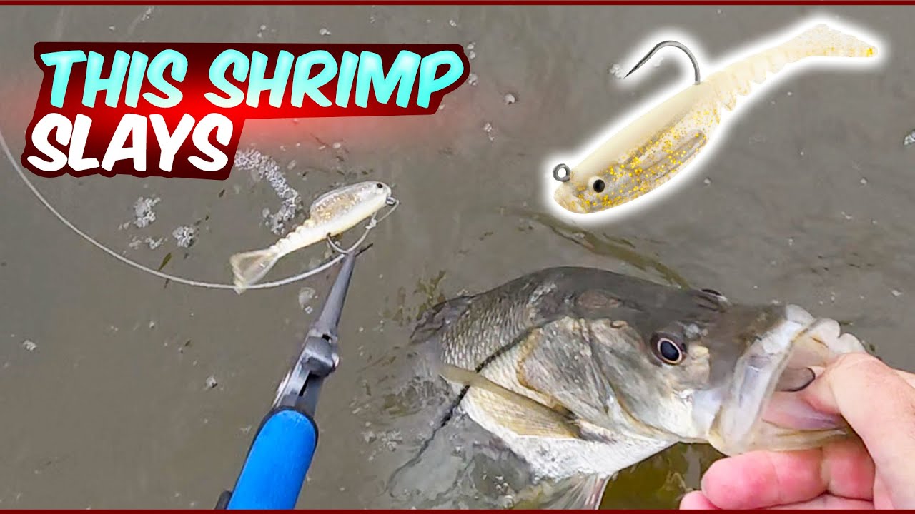 Why This Small Shrimp Gets BIG Bites in Florida