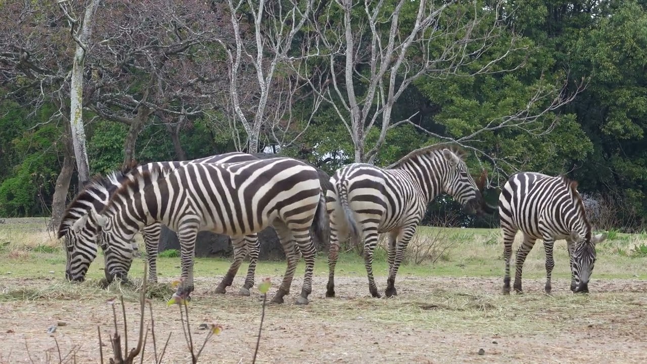 Zebra 20250406／Toyohashi Zoo & Botanical Park（non_hoi_park）／4K
