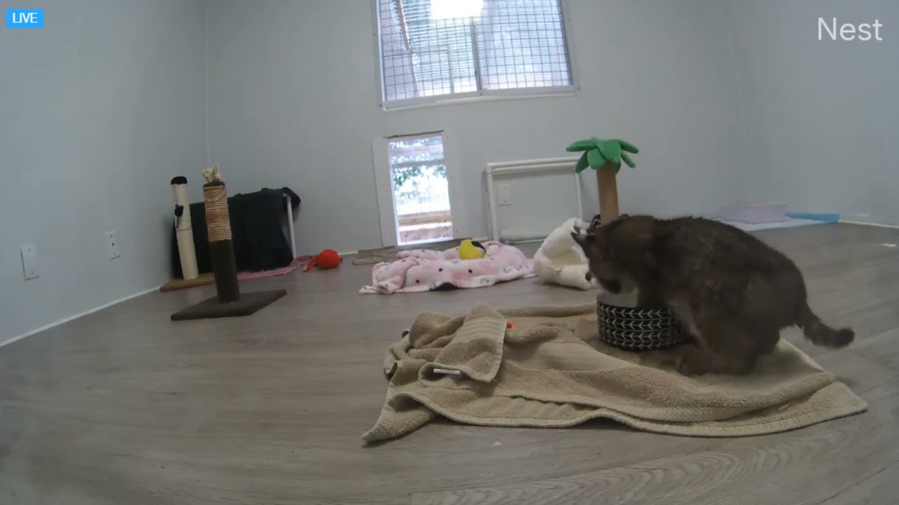 When your feet won't cooperate, use the litterbox. Autumn rehab bobcat at Big Cat Rescue.