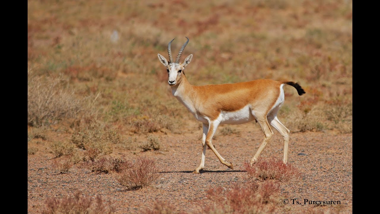 Mammals of Mongolia