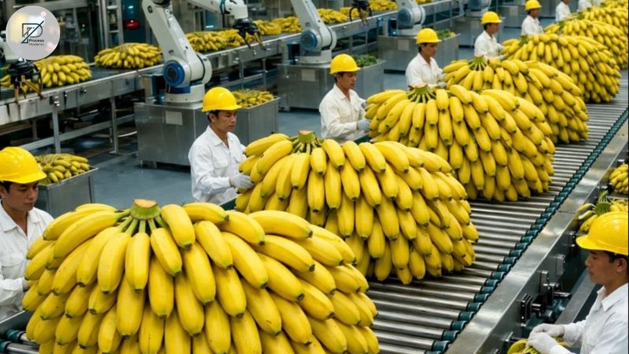 Dentro de la Fábrica de Banana Chips: El Proceso del Plátano Crujiente Perfecto